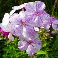 Флокс Phlox Следы